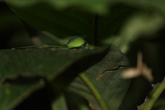 Xenicola