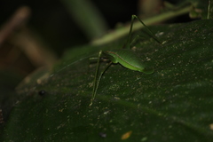 Xenicola
