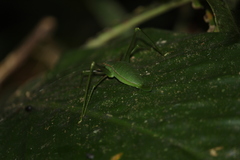 Xenicola