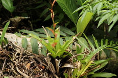 Vriesea vagans