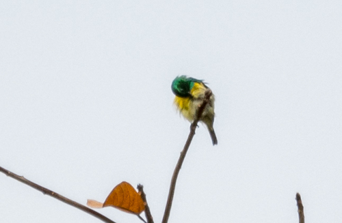 Collared Sunbird