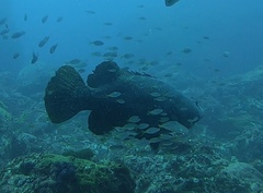Epinephelus lanceolatus