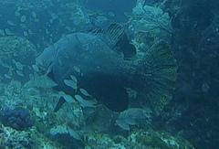 Epinephelus lanceolatus