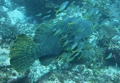 Epinephelus lanceolatus