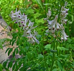 Corydalis caseana