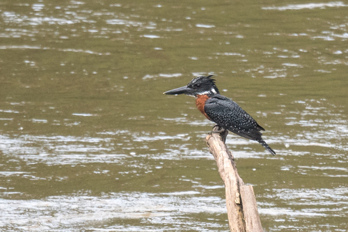 Giant Kingfisher