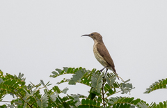 Chalcomitra adelberti