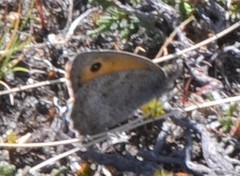 Hyponephele lycaon
