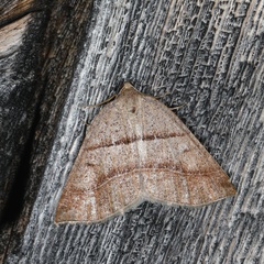 Petrophora subaequaria