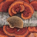 三色擬迷孔菌 - Photo 由 bjoerns 所上傳的 (c) bjoerns，保留部份權利CC BY-SA