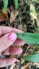 Coleomegilla maculata lengi