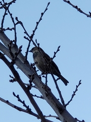 Passer domesticus