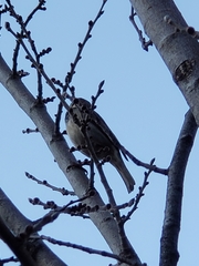 Passer domesticus
