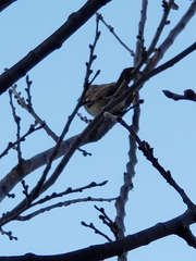Passer domesticus