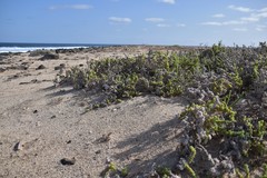 Traganum moquinii