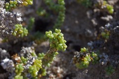 Traganum moquinii