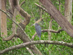 Egretta caerulea