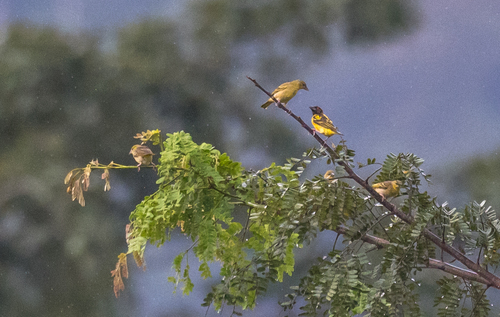 Village Weaver