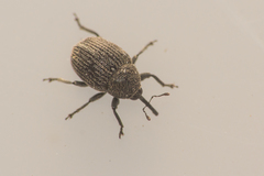 Cleopomiarus graminis