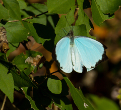 Nepheronia thalassina