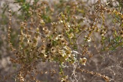 Salsola divaricata