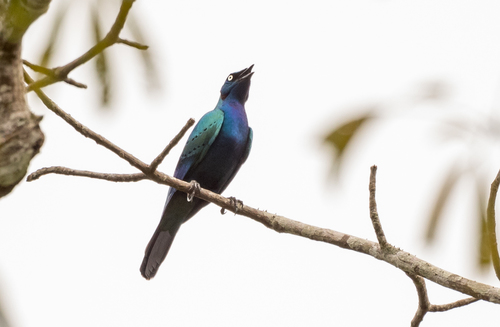 Splendid Starling