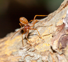 Oecophylla longinoda