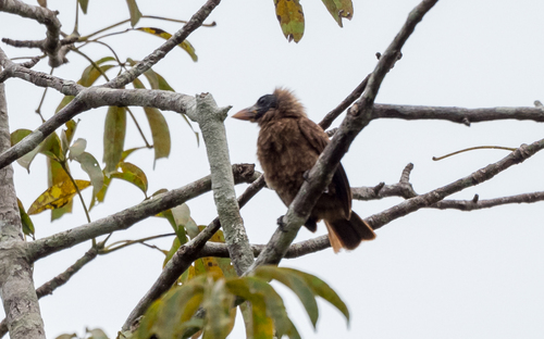 Naked-faced Barbet