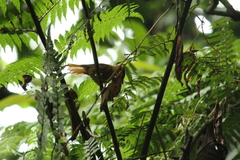 Philydor atricapillus