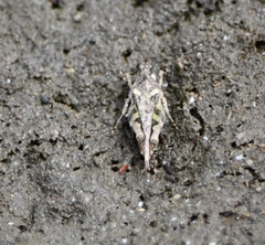 Paratettix australis