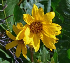 Wyethia amplexicaulis