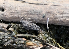 Paratettix australis