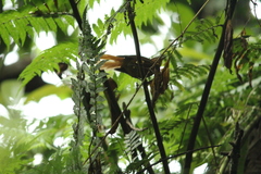 Philydor atricapillus