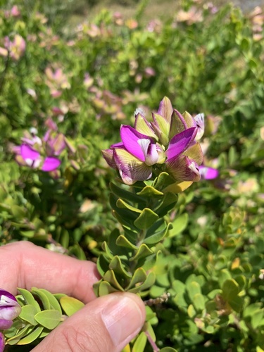 Polygala myrtifolia