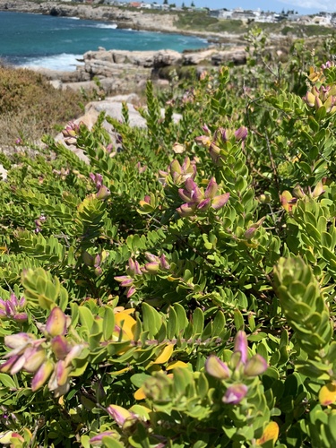 Polygala myrtifolia