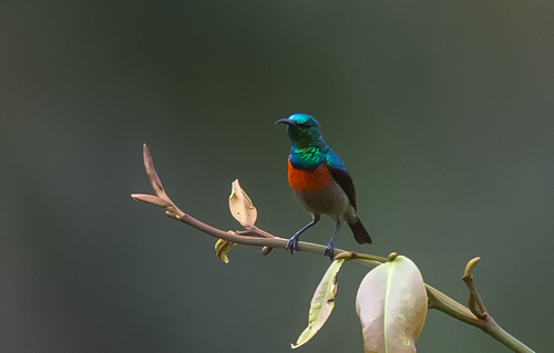 Tiny Sunbird