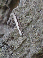 Erechthias fulguritella