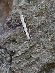 Erechthias fulguritella