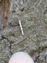 Erechthias fulguritella