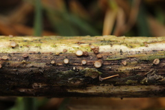 Trichopeziza sulphurea