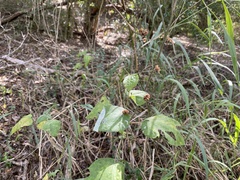 Wissadula amplissima