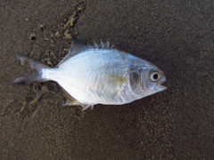 Trachinotus