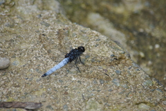 Orthetrum triangulare