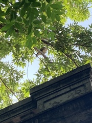 Parabuteo unicinctus