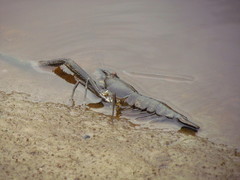 Macrobrachium acanthurus