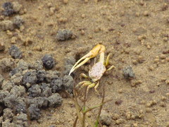 Leptuca leptodactyla