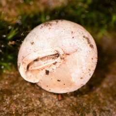 Stenotrema