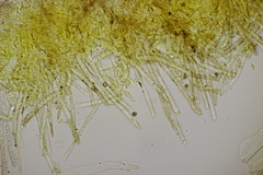 Trichopeziza sulphurea