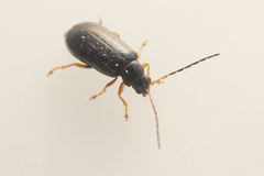Luperus longicornis