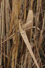 Puccinia phragmitis